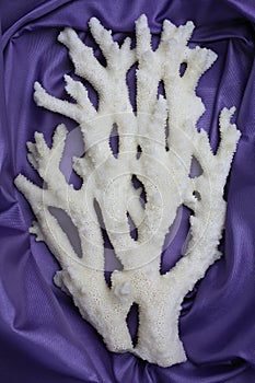Branch Staghorn coral is on a purple background
