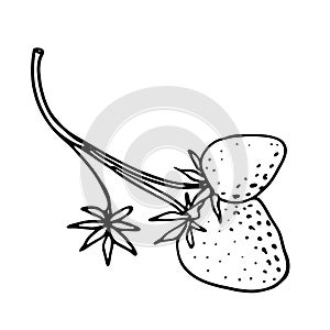 A branch with strawberries.Botanical vector illustration. Hand drawn singl plant in Doodle style. Isolated object on a white backg