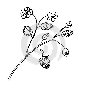 A branch with strawberries and leaves.Botanical vector illustration. Hand drawn singl plant in Doodle style.