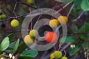 A branch of strawberry tree arbutus unedo with fruit
