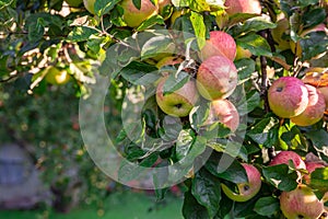 The branch is strewn with close-up of red apples