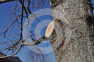 Branch Stub After Limb is Properly Removed