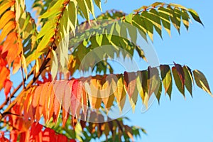 Branch of Sumac Tree