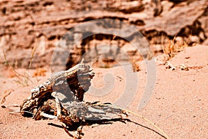 Branch in the sunny wether in tge desert in Jordan Wadi Rum