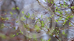 The branch swaying with dews in the wind