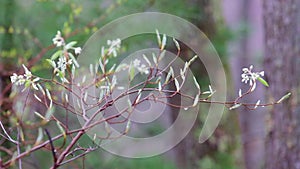 The branch swaying with dews in the wind