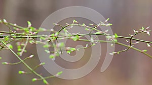 The branch swaying with dews in the wind