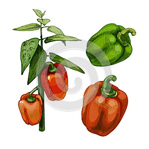 Branch of sweet bell peppers plant with leaf. Vintage vector hatching