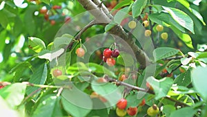 branch with sweet cherries. harvest of berries and fruits.