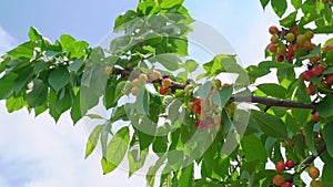 branch with sweet cherries. harvest of berries and fruits.