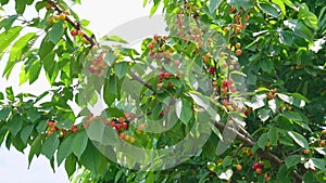 branch with sweet cherries. harvest of berries and fruits.