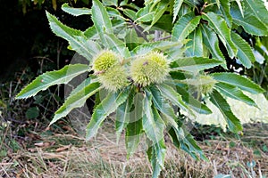 Branch of Sweet Chestnut with unripe green burrs and leaves