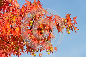 Branch of sweetgum with autumn leaves and fruits against the sky