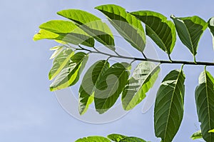 Branch Of Sweetsop Leaves