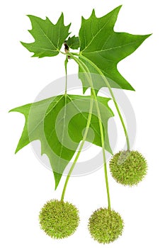 branch of sycamore plane tree isolated on white bacground. Top view. Flat lay