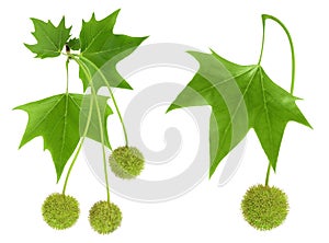 branch of sycamore plane tree isolated on white bacground. Top view. Flat lay