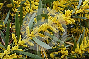 Branch of sydney golden wattle in bloom