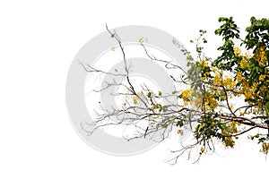 Branch of Tabebuia or Golden tree or Tallow Pui tree on isolated and di cut on white background with clipping path.