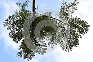 Branch of a tall tree against a background of blue sky.