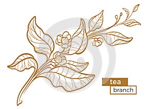 Branch of tea bush with leaves and flowers. Botanical contour drawing. Organic product. Vector