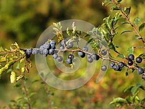 Branch with ternary fruits Prunus spinosa L