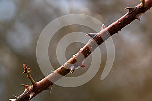 Branch with thorns