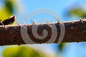 Branch with thorns