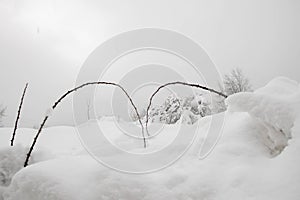 A branch of thorns in snow winter, snowfield, cold winter landscape with plants