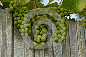 A branch with three bunches of green grapes on an iron fence