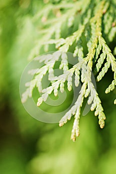 Branch of a thuja photo
