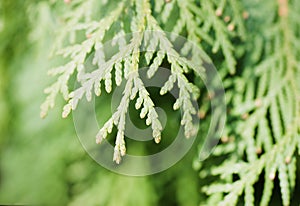 Branch of a thuja close up photo