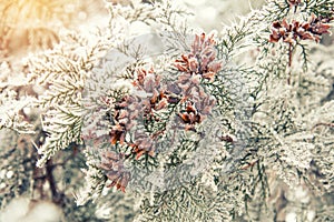 Branch thuja cypress tree with cones in snow