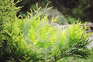 The branch Thuja occidentalis close-up. Beautiful summer background. Close-up, Soft focus. Beautiful bright background