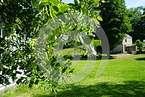 A branch of Tilia platyphyllos in June. Germany