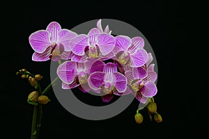 Branch of tiny pink phalaenopsis orchids on black background