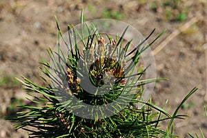 Branch tip of coniferous tree Dwar Mountain Pine, latin name Pinus Mugo photo