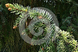 Branch tip of coniferous tree Serbian Spruce, latin name Picea Omorika, with typical blue green color