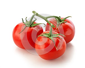 Branch of tomato