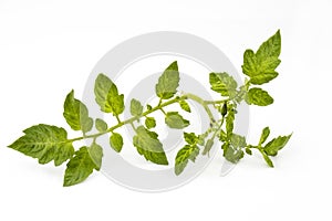 A branch of tomato of green color isolated on a white background