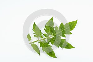 Branch of tomato with green leaves isolated on a white background