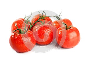 Branch of tomato isolated over a white background