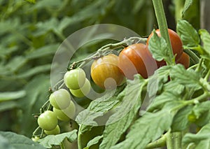 Branch of tomatoes