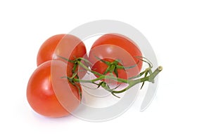 Branch of tomatoes