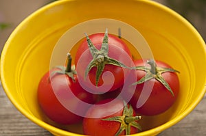 Branch of tomatoes on a dark wood background