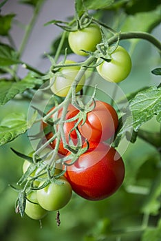 Branch of tomatoes in greenhouse