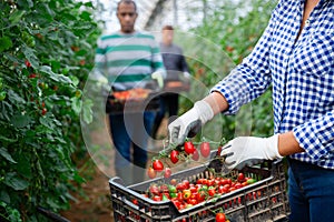 Branch of tomatoes in hands of female farmer in greenhouse