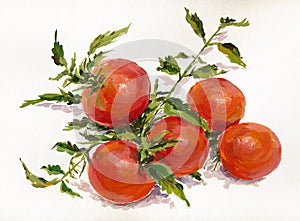 Branch of tomatoes