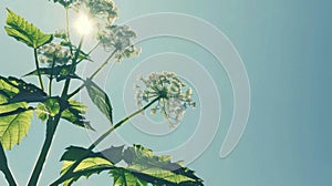 A branch of toxic Giant Hogweed with characteristic leaves against a bright sky illustration