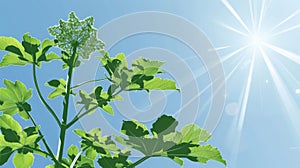A branch of toxic Giant Hogweed with characteristic leaves against a bright sky illustration