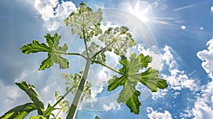 A branch of toxic Giant Hogweed with characteristic leaves against a bright sky illustration